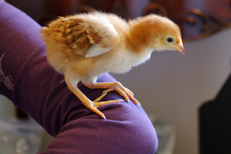 Joy and Kyle's baby chick: Lucy