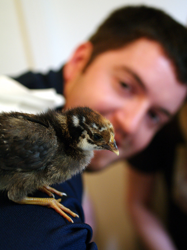 Joy and Kyle's baby chick: Penny on Justin's shoulder