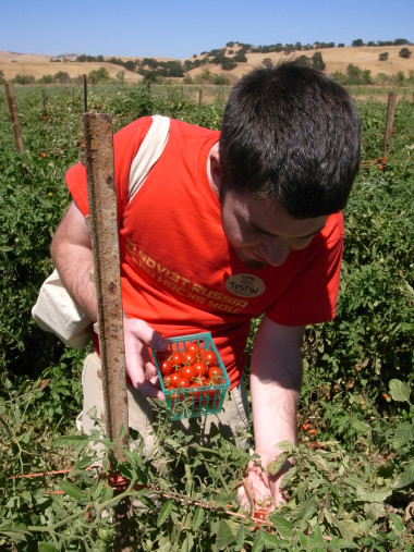 Justin picking cherry tomatoes