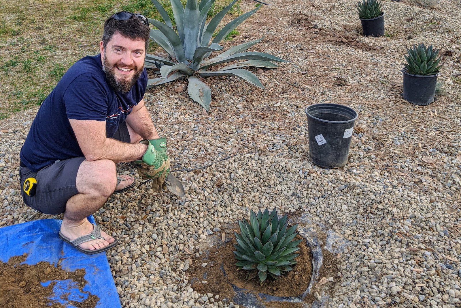 Justin planting blue glow agaves