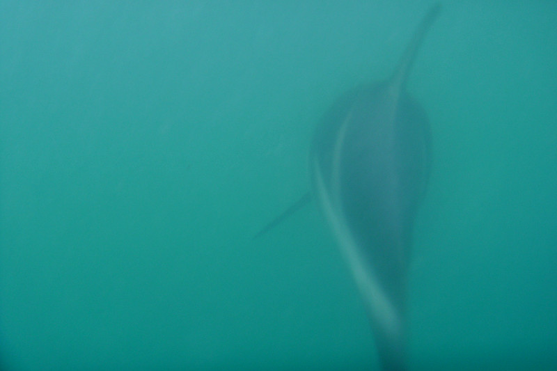 kaikoura dolphin encounter dolphin back