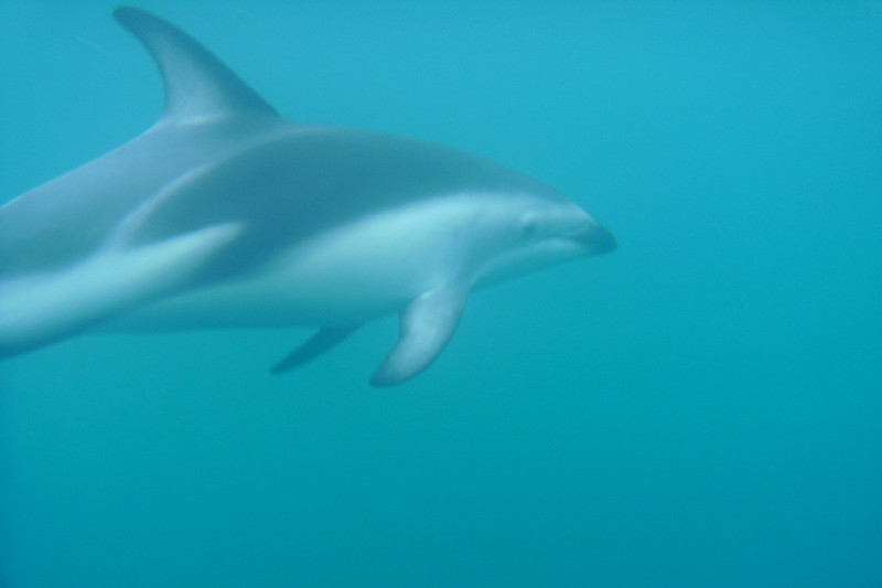 kaikoura dolphin encounter good shot 1