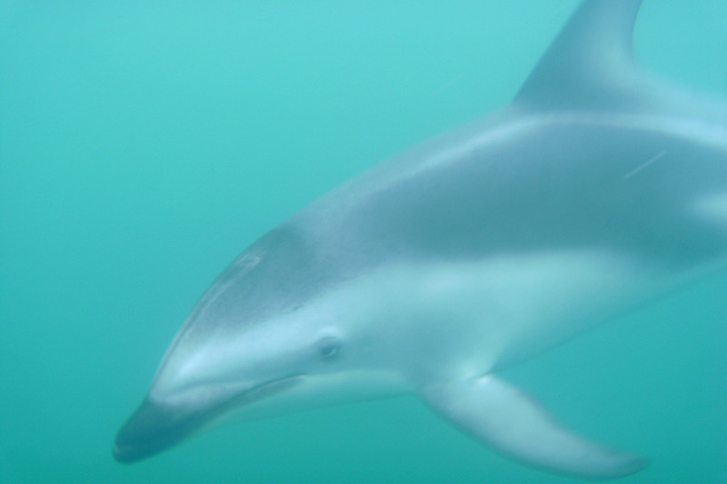 kaikoura dolphin encounter good shot 2