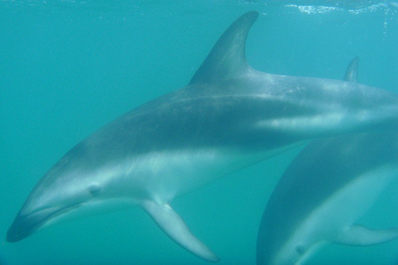 kaikoura dolphin encounter good shot 3