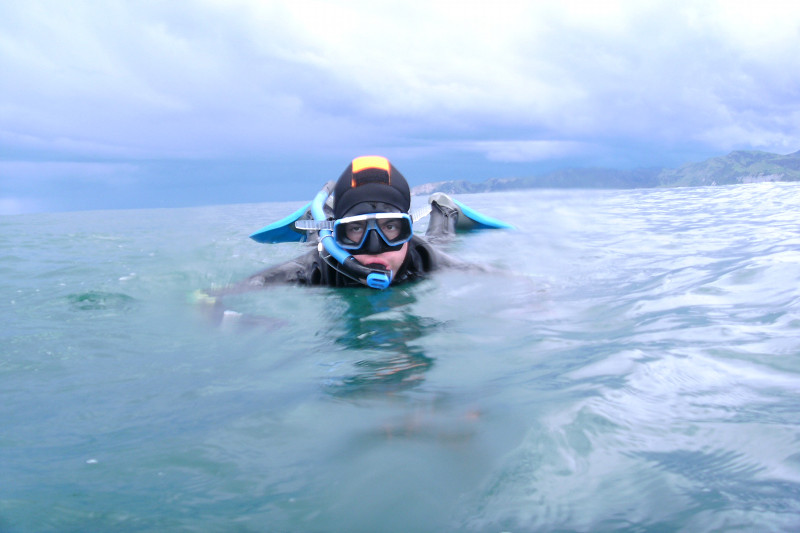 kaikoura dolphin encounter justin snorkeling