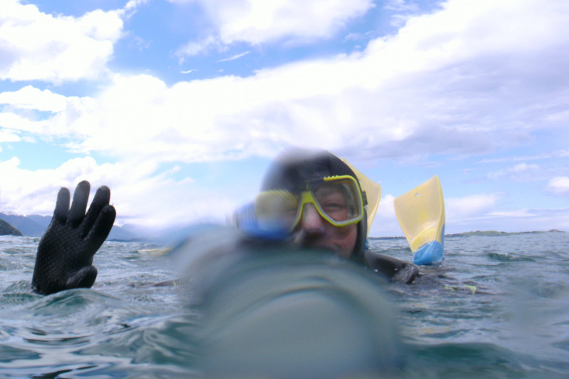 kaikoura dolphin encounter stephanie snorkeling