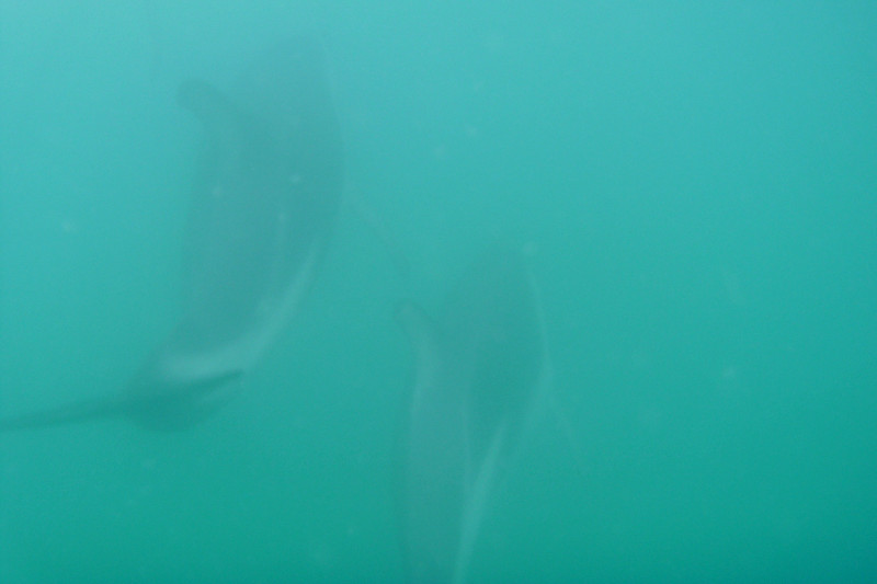 kaikoura dolphin encounter two dolphins