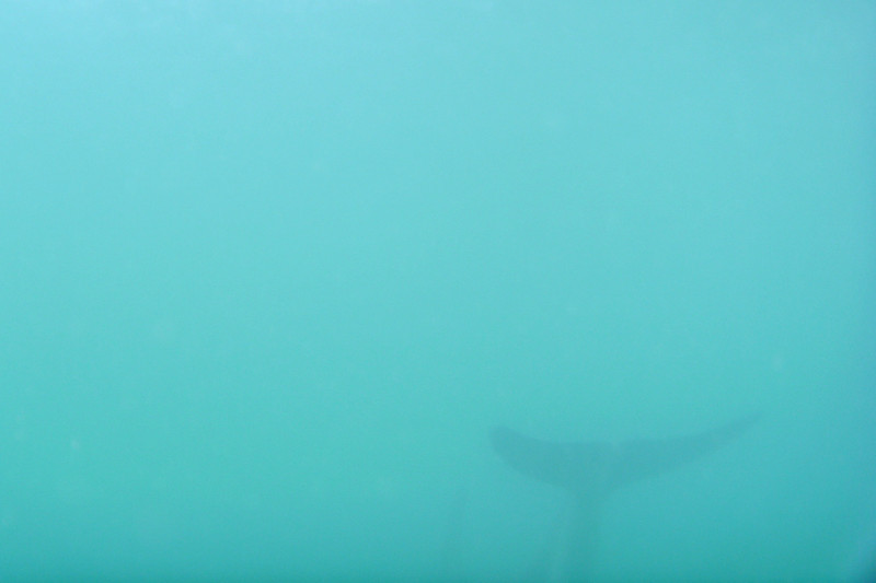 kaikoura dolphin encounter typical photo 3
