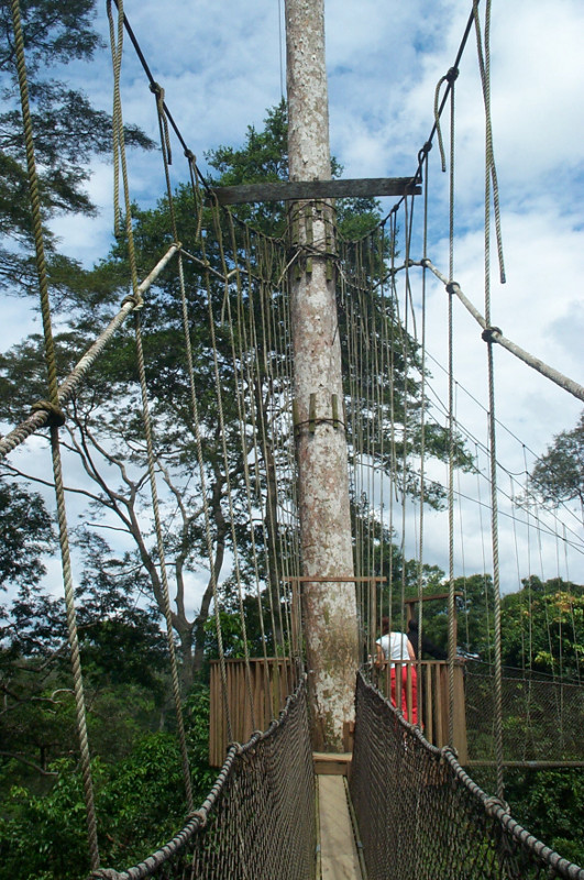 reaching the first canopy platform