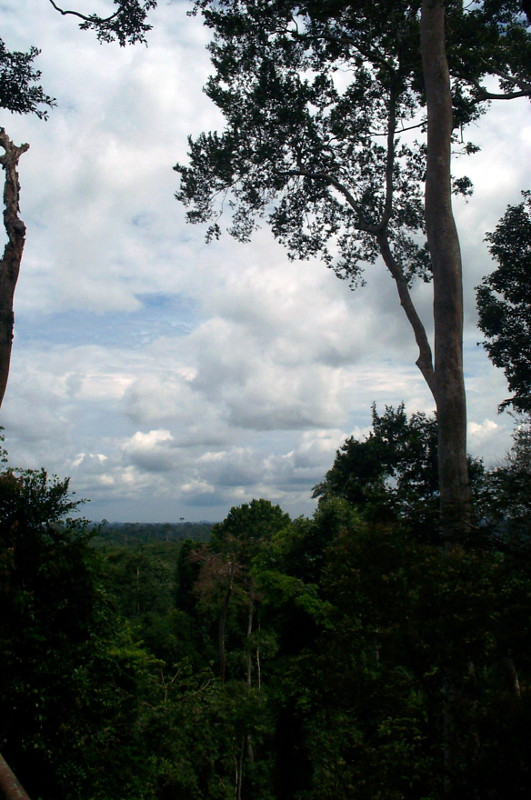 view from the canopy walk