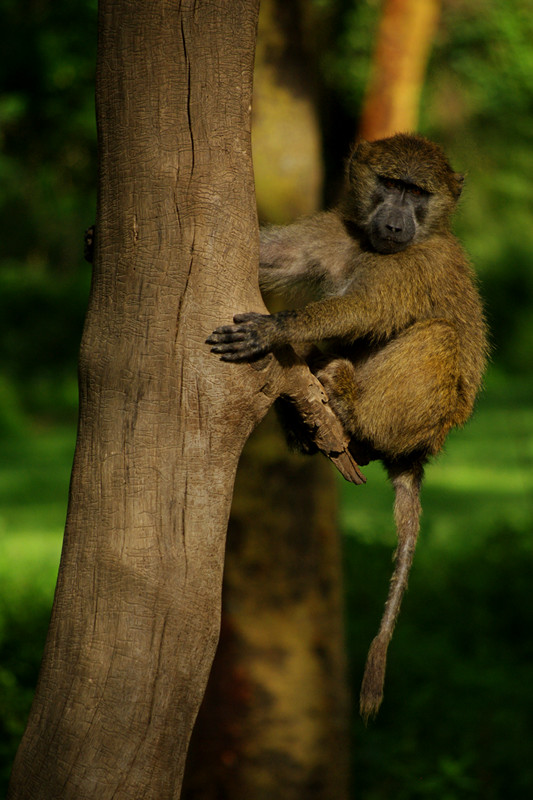 Baboon on a tree at Lake Nakuru National Park in Kenya