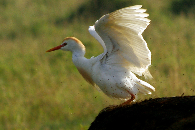 Cattle egret kicks up a swarm of flies as it lands on a buffalo at Lake Nakuru National Park in Kenya