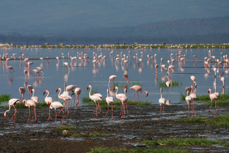 Flamingos as far as the eye can see at Lake Nakuru National Park in Kenya