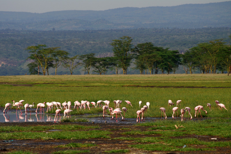 Flamingos in the grass at Lake Nakuru National Park in Kenya
