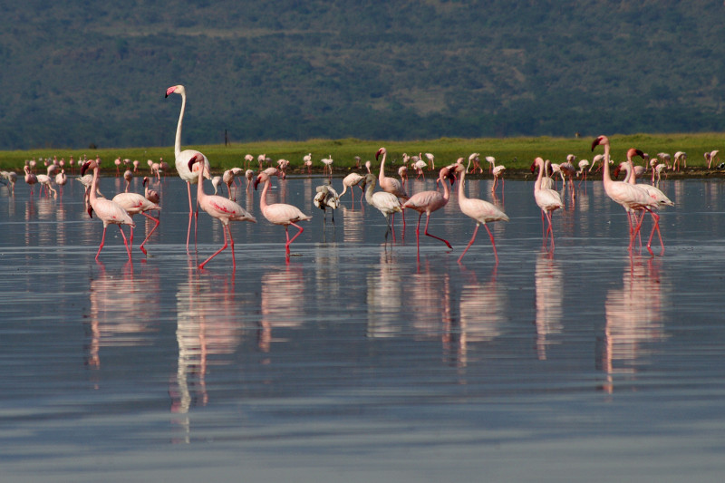 The Greater Flamingo stands out at Lake Nakuru National Park in Kenya