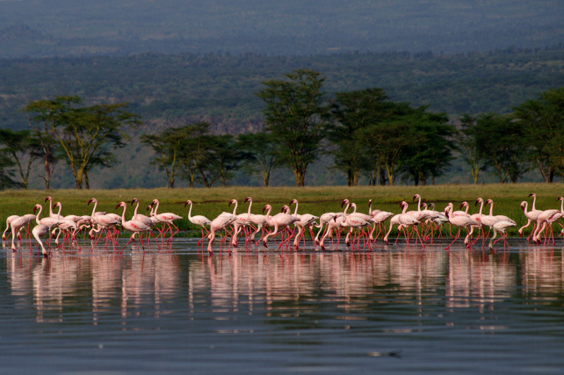 Pink flamingo reflection at Lake Nakuru National Park in Kenya