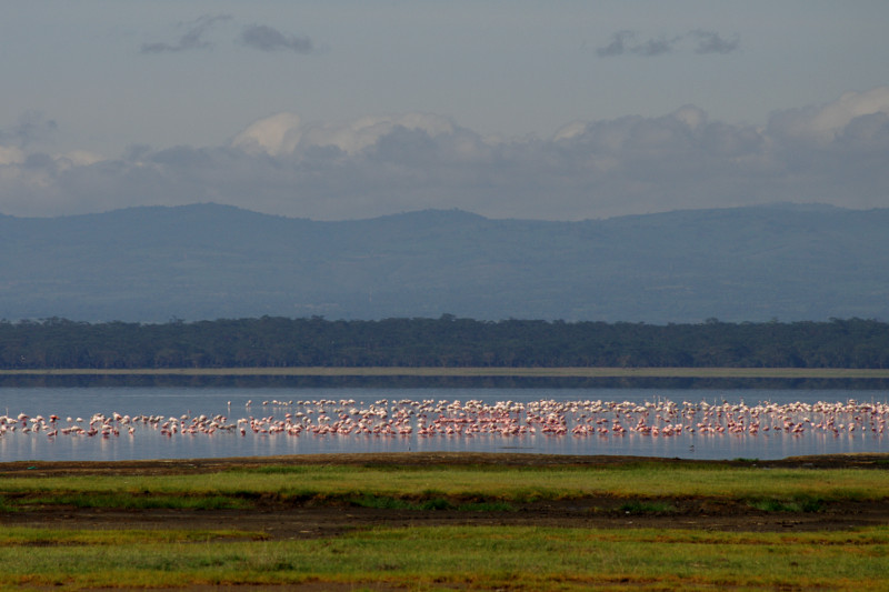 Flamingo landscape at Lake Nakuru National Park in Kenya