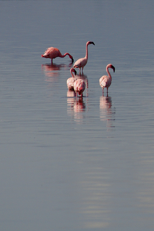 A group of flamingos close up at Lake Nakuru National Park in Kenya