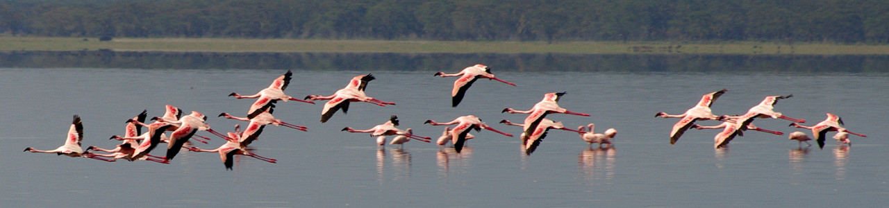 Panorama of flamingos flying at Lake Nakuru National Park in Kenya