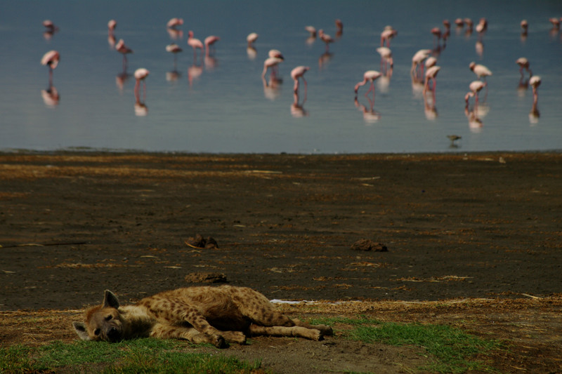 Hhyena resting near flamingos at Lake Nakuru National Park in Kenya