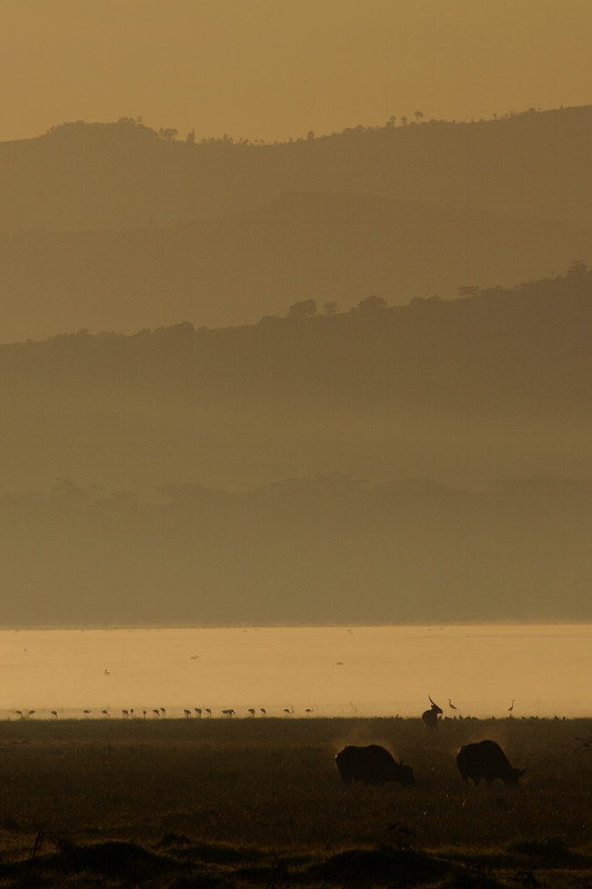 Two steaming buffalo and a waterbuck in the distance at Lake Nakuru National Park in Kenya