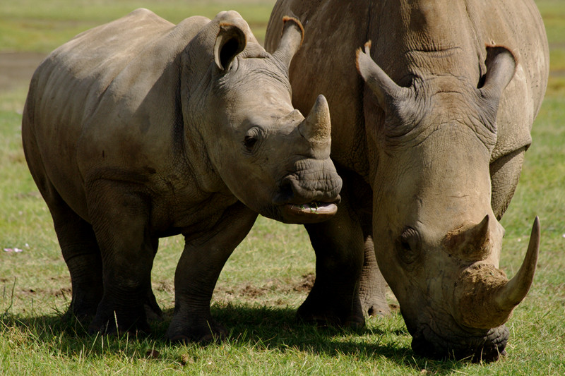 Baby and mother white rhino at Lake Nakuru National Park in Kenya