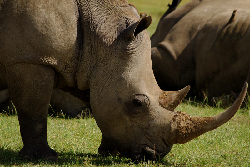 White rhino at Lake Nakuru National Park in Kenya