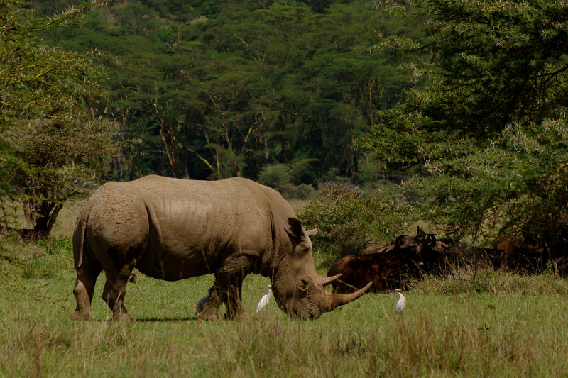 White rhino with egrets at Lake Nakuru National Park in Kenya