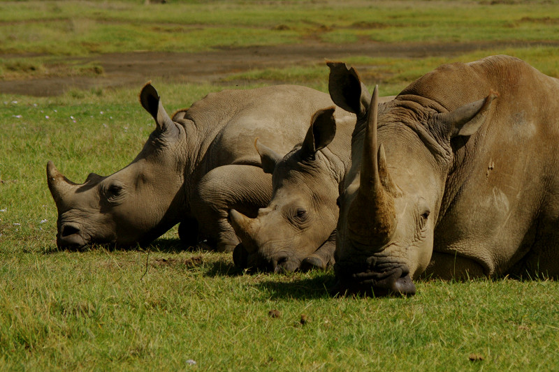 White rhinoceros family dozing at Lake Nakuru National Park in Kenya