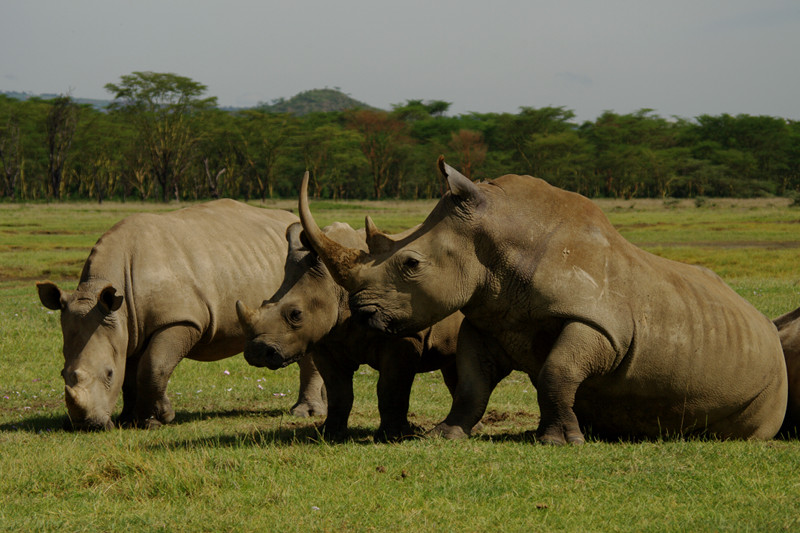 White rhinos at Lake Nakuru National Park in Kenya