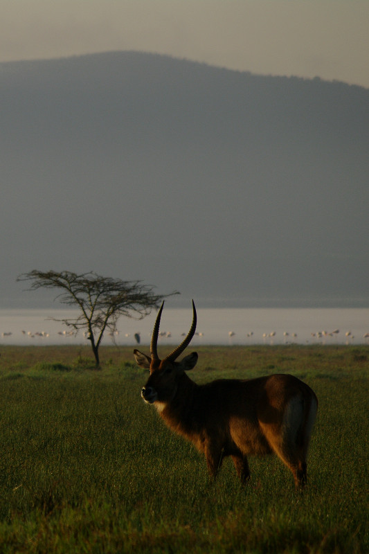 Waterbuck at Lake Nakuru National Park in Kenya