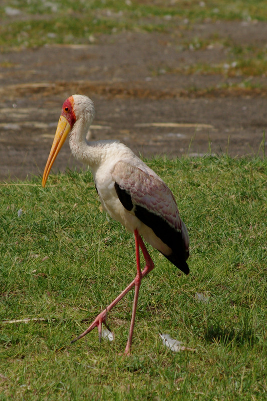 Yellow-billed stork at Lake Nakuru National Park in Kenya