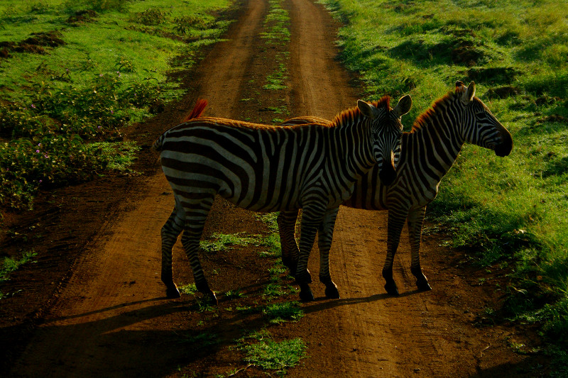 Zebra crossing at Lake Nakuru National Park in Kenya