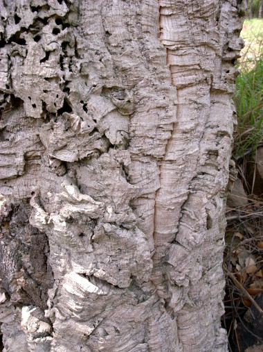 Cork tree in L'Esterel