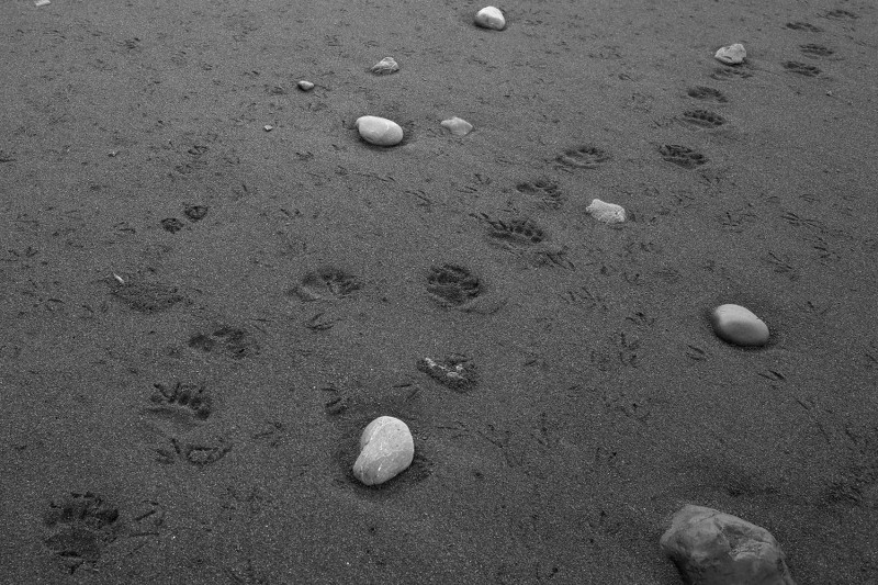 Bear tracks in the sand on the Lost Coast (King Range National Conservation Area)
