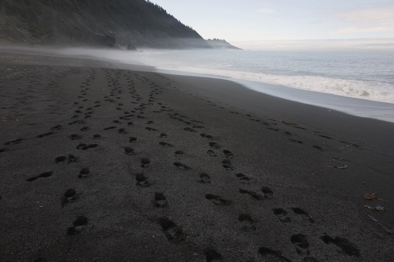 Footsteps in the sand on the Lost Coast (King Range National Conservation Area)