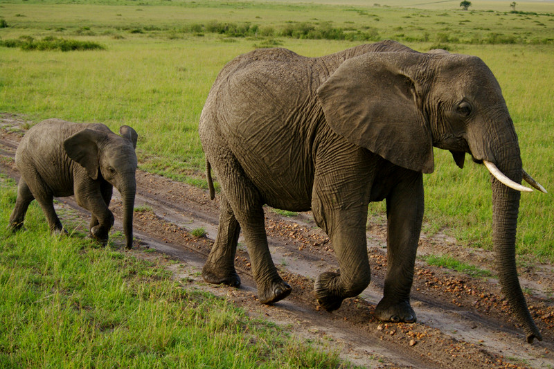 A baby elephant and mama at Maasai Mara National Reserve in Kenya