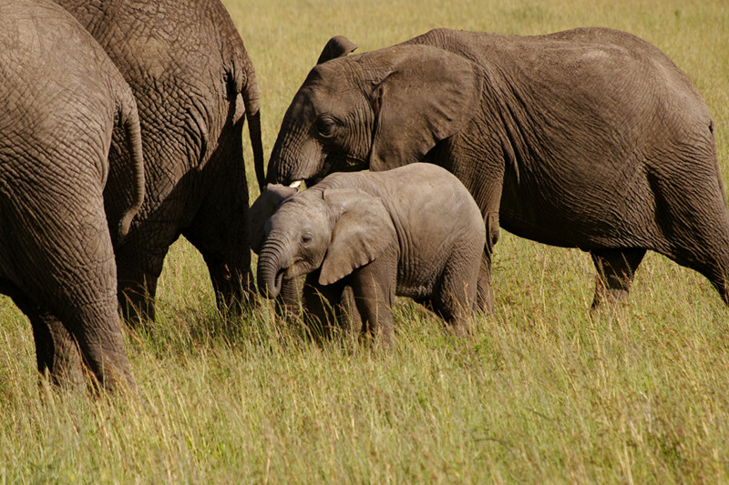 A baby elephant surrounded at Maasai Mara National Reserve in Kenya