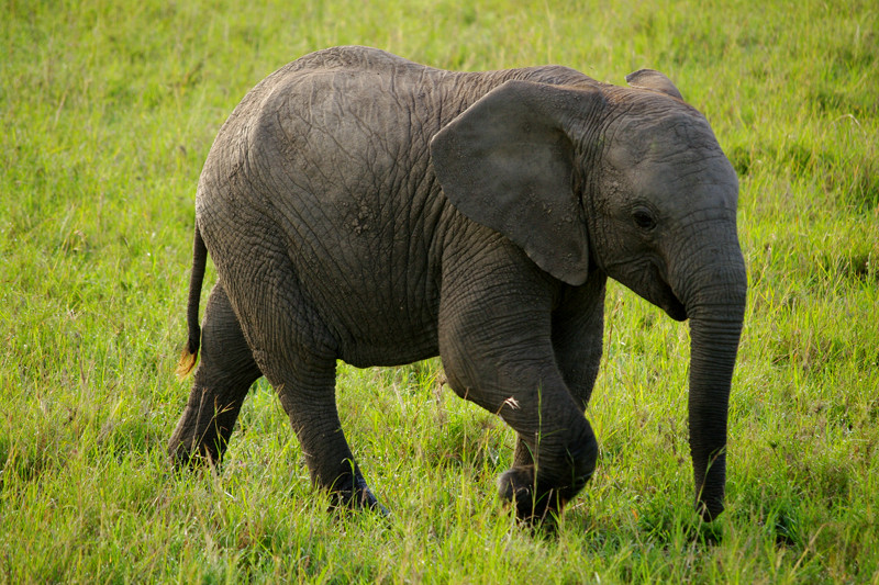 A baby elephant at Maasai Mara National Reserve in Kenya