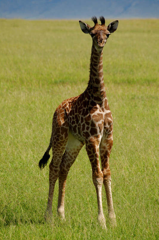 A baby giraffe at Maasai Mara National Reserve in Kenya