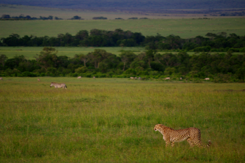 Cheetah in grass at dusk at Maasai Mara National Reserve in Kenya