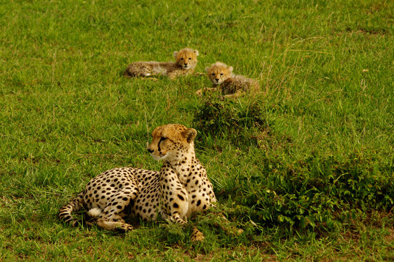 Cheetah with two cubs at Maasai Mara National Reserve in Kenya