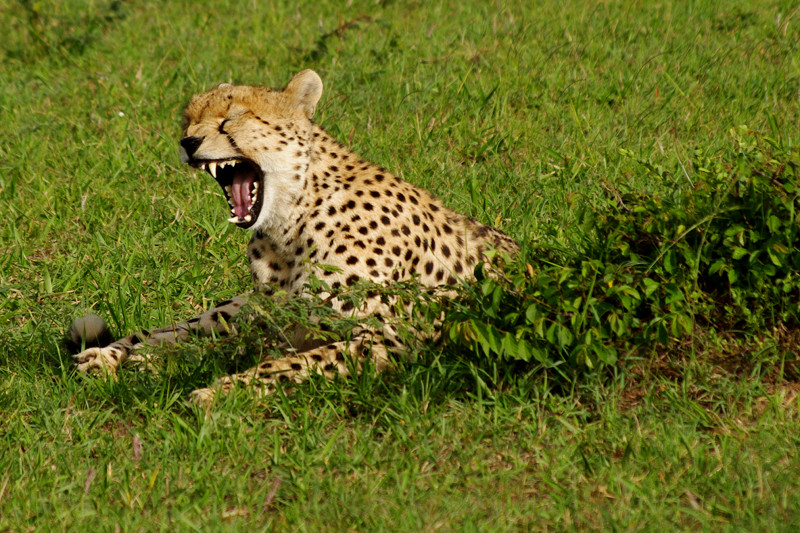 Cheetah yawning at Maasai Mara National Reserve in Kenya