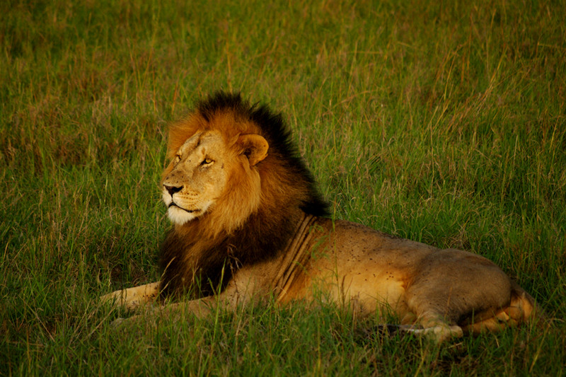 maasai mara kenya contemplative male lion