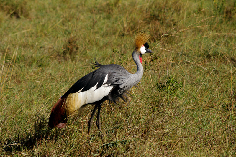 maasai mara kenya crowned crane
