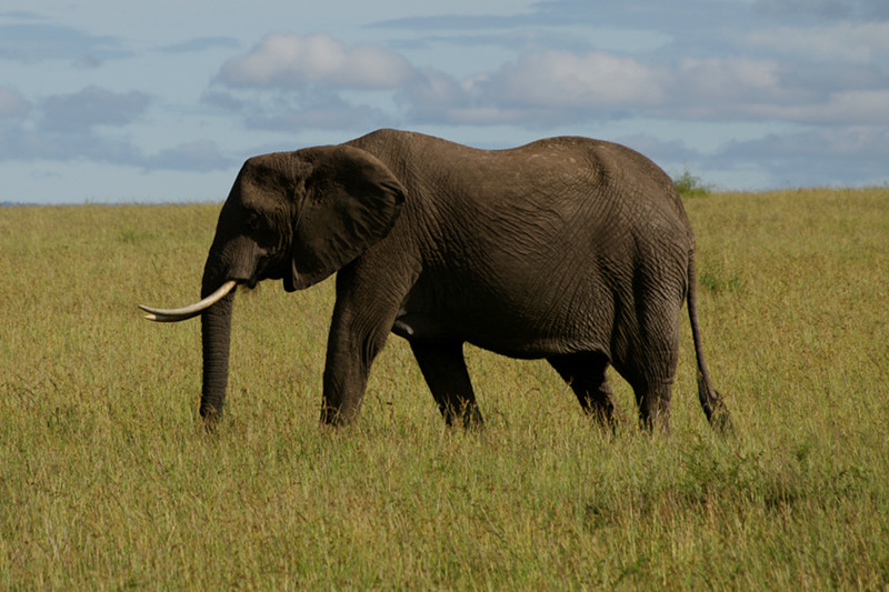 Elephant in grass at Maasai Mara National Reserve in Kenya