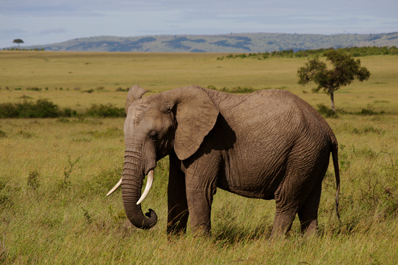 An elephant portrait at Maasai Mara National Reserve in Kenya