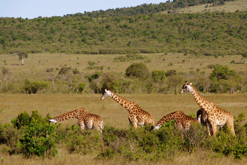 maasai mara kenya giraffes bending