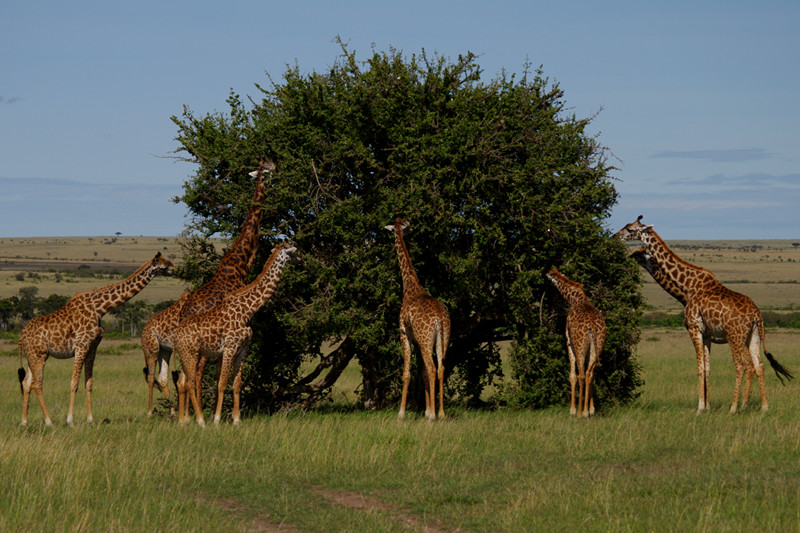 Giraffes pruning tree at Maasai Mara National Reserve in Kenya