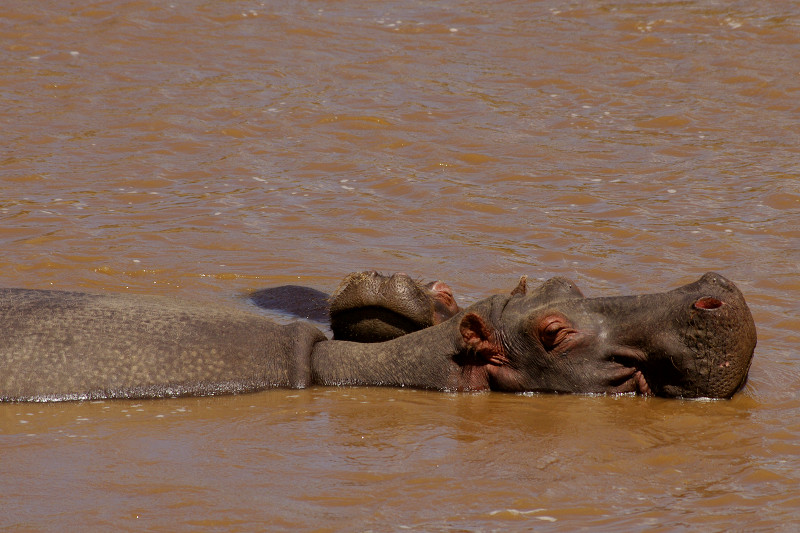 Hippos in water at Maasai Mara National Reserve in Kenya